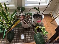 Photo of five live potted plants arranged on a dark brown checkered mat near a window; variety of leaf shapes and pot colors shown.