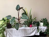 Photo showing six live potted plants arranged on a white cloth with a variety of leaf shapes and colors.