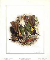 Full view of the limited edition butterfly print showing detailed artwork and artist signature, also showing the numbering 85/290.