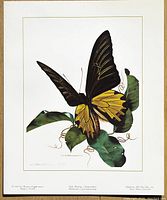Full view of the birdwing butterfly print showing the detailed painting and white border with artist signature and edition numbering.
