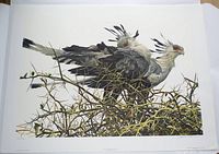 Full view of the unframed print showing the secretary birds image and margin