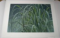 Full view of the limited edition print showing beach grass with the tree frog camouflaged among blades. Paper margins and signature visible.
