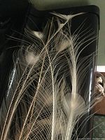 12 long, white albino peacock feathers spread out on a black surface, showing their length and delicate structure without the typical peacock eyespot pattern.