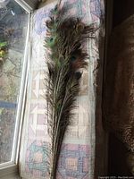 24 natural peacock feathers laid out on a quilted surface near a window, showcasing their length, shape, and characteristic eye pattern in green and blue iridescent colors.
