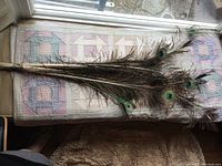 Photo of multiple peacock feathers laid out on a surface showing their natural eye patterns and colors.