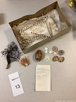 Full lot overview with black coral branch, various seashells, and white identification note inside a box and outside.