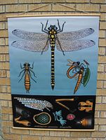 Full view of the dragonfly life cycle banner showing detailed illustrations of the dragonfly and stages of development.