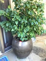 Full view of the large planter with leafy plant indoors on stone floor near door.