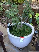 Photo of a large round white heavy planter containing a small tree with green leaves and dense clover-like ground cover plants inside, situated outdoors on a gravel surface.