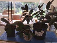 Four potted houseplants of varying sizes located on a blue cloth near a window with a background of moving boxes and outdoor scenery. Two plants in black plastic pots, one in white ceramic pot, all with visible green broad leaves.