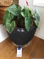 Full view of the plant with green heart-shaped leaves in a black pot showing some white discoloration.
