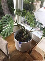 Full view of Monstera plant with large green perforated leaves and white ceramic pot by a window.