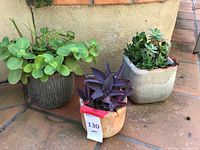 Three succulents in different pots arranged closely on tiled floor next to wall.