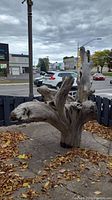 Front and side view of large driftwood with several branches in outdoor garden space with surrounding fence and street.