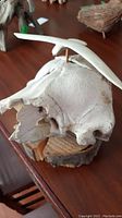 Top side view of the bird sculpture on bone mounted to the wooden base on a table