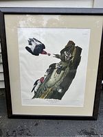 Framed colored engraving showing a red-headed woodpecker feeding chicks inside a tree stump, signed Audubon with plate number visible.