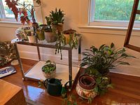 Wide view of multiple potted plants on metal shelving and floor near window, includes watering tools