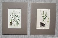 Both antique botanical plates shown side by side, matted with gray mats, on a textured fabric background.