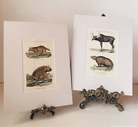 Two mounted antique hand-coloured lithograph plates displayed on decorative easels featuring Jackal & Hyenas and Moose & Armadillo illustrations.