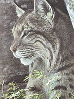 Close-up of the bobcat's head showing detailed fur and natural coloring in the print.