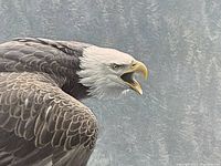 Close-up photo showing detailed view of bald eagle's head and feathers against forest background.