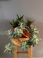 Succulents in an orange planter displayed on a wooden stool against a gray wall, showing the full cascading growth habit of the plants.