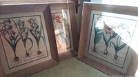 Three wood framed botanical floral art prints arranged together. Each frame 27x24 inches. The prints depict detailed flowers with bulbs and root systems labeled with botanical names.
