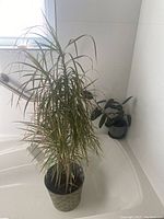 Photo showing both the Dragon tree and smaller rubber fig houseplants in their pots near a window and white tiled background.