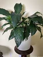 Close-up of lush green leafy plant in white planter on wooden plant stand