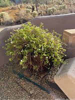 Large brown ceramic flower pot with overgrown green plant with small white flowers, positioned outdoors with gravel and wall background.