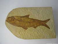 Fossil of Knightia herring fish embedded in sedimentary rock slab, showing detailed fish body and fins.