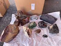 Full lot showing all 11 specimens on white paper