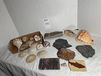 Overview of the entire collection showing shells, fossil slabs, sand dollars and various stones.