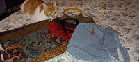 Four handbags displayed on a bed with a cat nearby, showing size and styles.