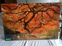 Front view of a large framed photo of a tree with twisted branches and orange-red leaves, printed on plexiglass.