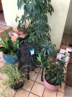 Four potted plants including Schefflera, Oleander, Spider plant, and Sansevieria along with three plant stands around them on tiled floor.