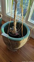 Ceramic pot with plant trunk and long leaves. Large pot with greenish glaze and decorative patina visible.