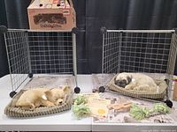 Pair of plush dog toys, a Pug and a Chihuahua, resting on plush beds inside wire pen enclosures with toys and certificates on a table covered with faux newspaper print.