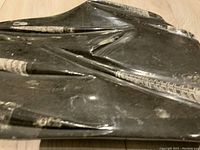 Close-up front angle of the polished Orthoceras fossil slab showing multiple raised, segmented Orthoceras specimens with glossy finish.