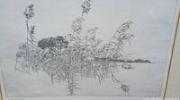 Close-up of wetland reeds and plants by the water, etched in black and white.