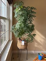 Full view of the dwarf umbrella plant in its woven basket, positioned against a wall near a window.