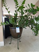 Front view of the ZZ plant in brown textured pot on green metal stand, showing height and leaf detail.