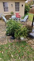 Photo of two large green ferns in pots placed outdoors near patio table and chairs.