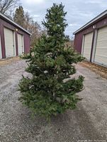 Full view of the artificial Christmas tree with full green pine-like branches, showing its size and shape outdoors.