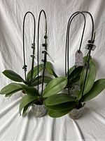 Photo of four cut orchid plants with multiple green stakes and clips, potted in small transparent containers.
