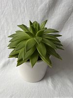 Side view of the large, thick-leafed succulent plant in a white pot, showing the chubby leaves and plant size.