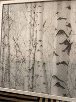 Full view of the large black and white birch tree print in frame showing the artwork and frame condition.