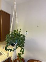 Full view of live ivy plant hanging in white acrylic yarn macrame hanger next to kitchen cabinetry and beige wall.