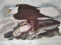 Close-up image of Bald Eagle perched on rocks with fish. Realistic naturalistic bird illustration by Audubon.