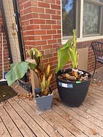Two plastic planters sitting on a wooden deck near a brick wall and window, containing banana plants.
